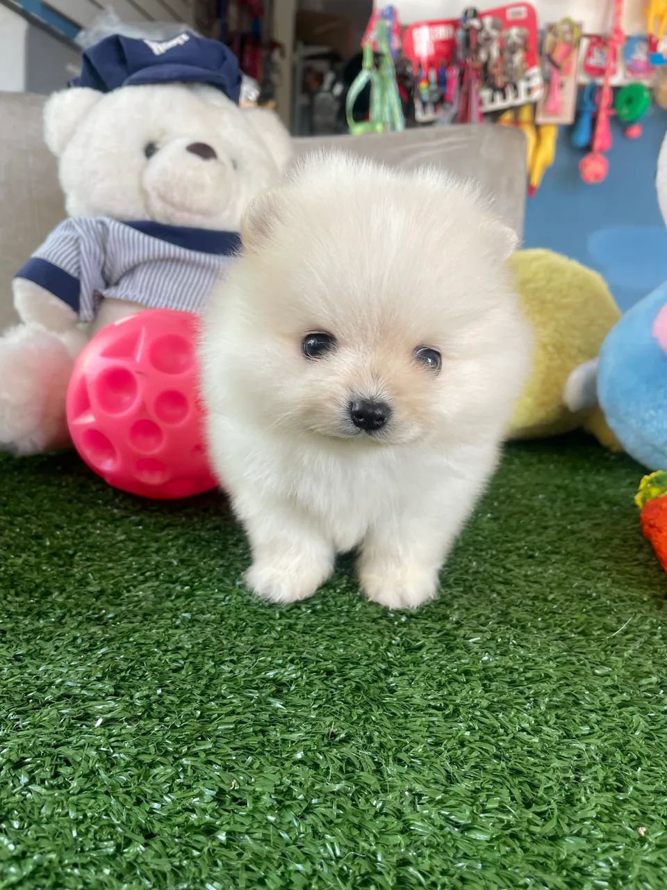 Spitz alemão macho ursinho com procedência !!$2.200,00 - Foto 3