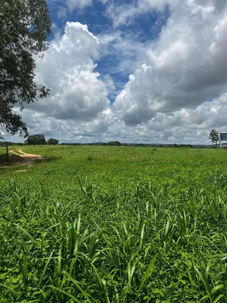 Vendo fazenda  - Foto 5