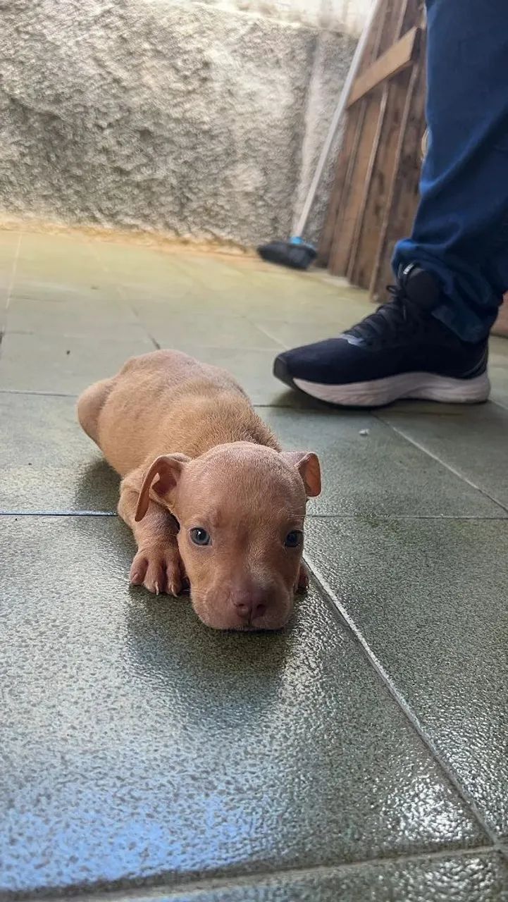 Filhote pitbull macho - Foto 3