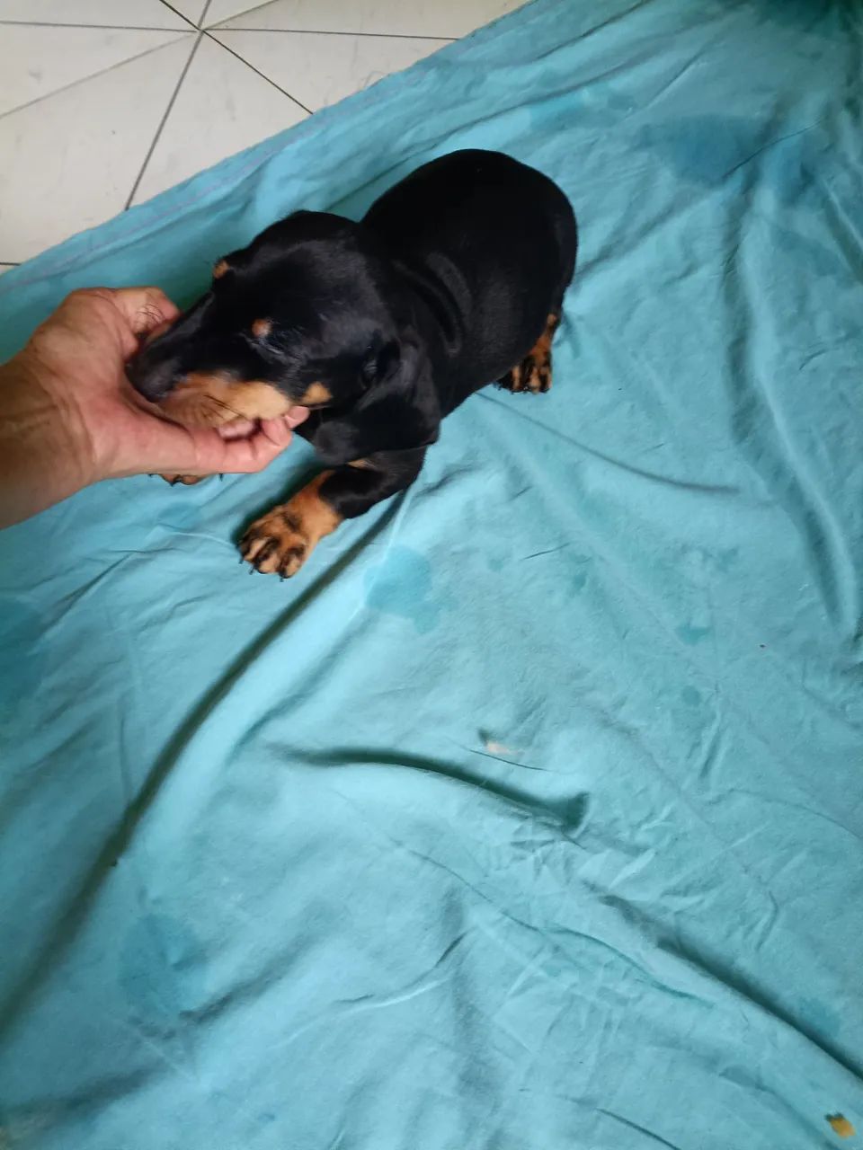 Vende  se um filhote de salsicha macho  - Foto 2