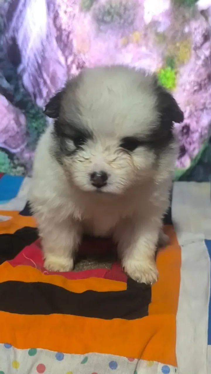 Spitz alemão - Foto 3