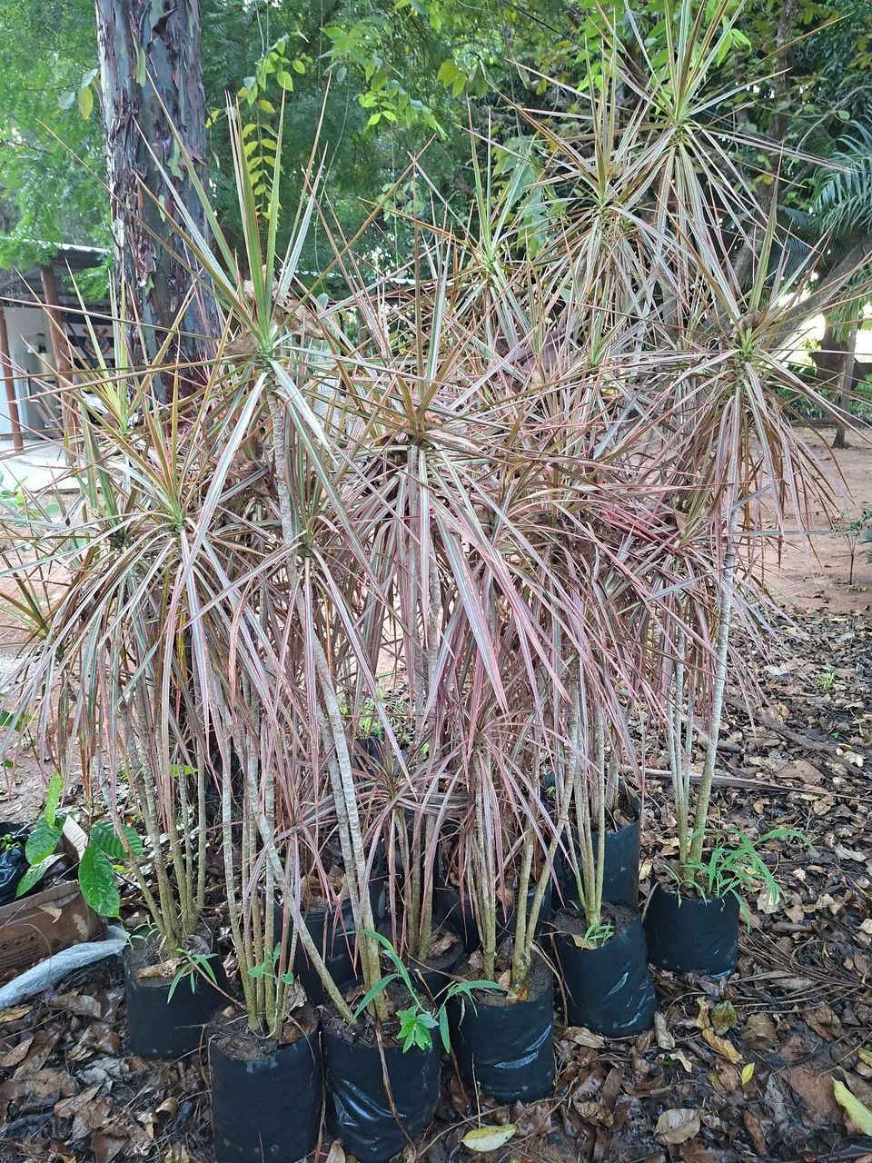 Dracena tricolor 
