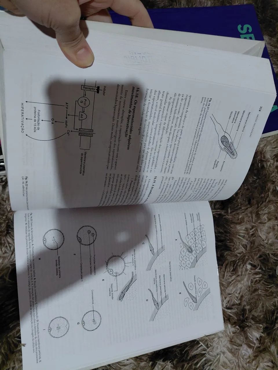 Livro de Biologia molecular e celular  - Foto 2