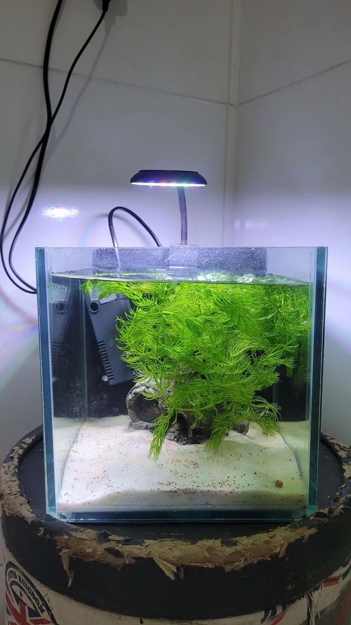 Aquario 20x20x20 - Foto 3