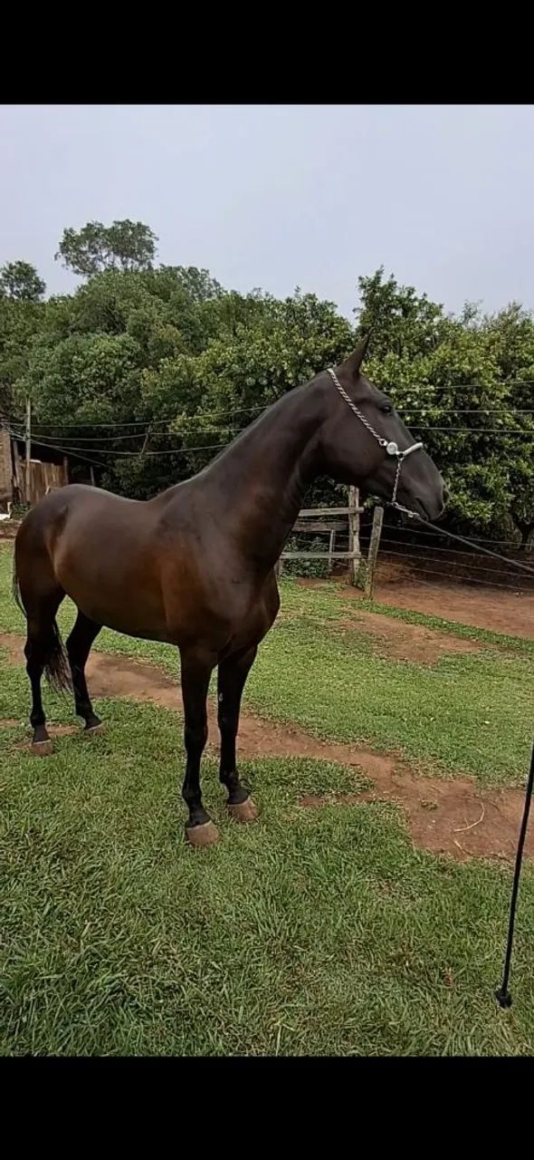 CASTRADO LUXOOOOO  - Foto 6