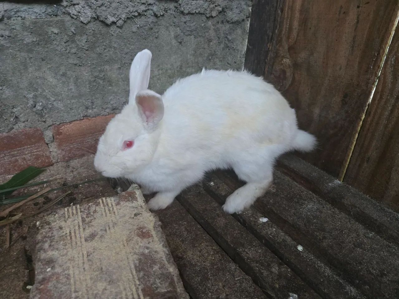 Coelha coberta  - Foto 2