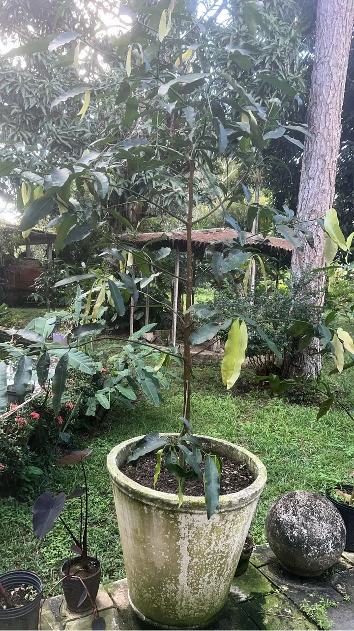 FRUTA ACHACHAIRU - Foto 2