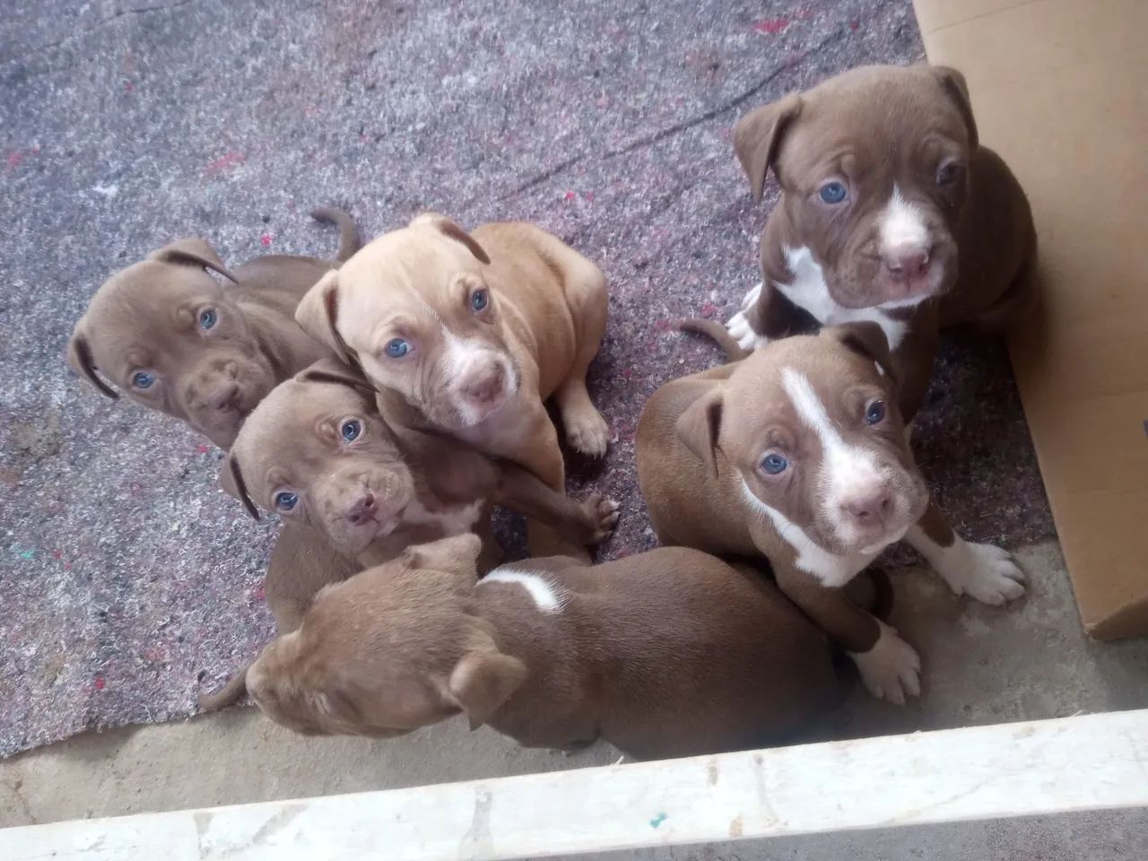 Pit Bull 