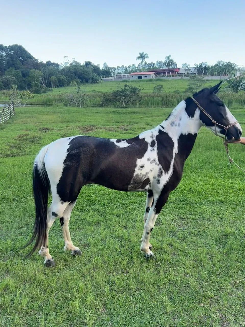 Égua paulista ligeira boa de sela!