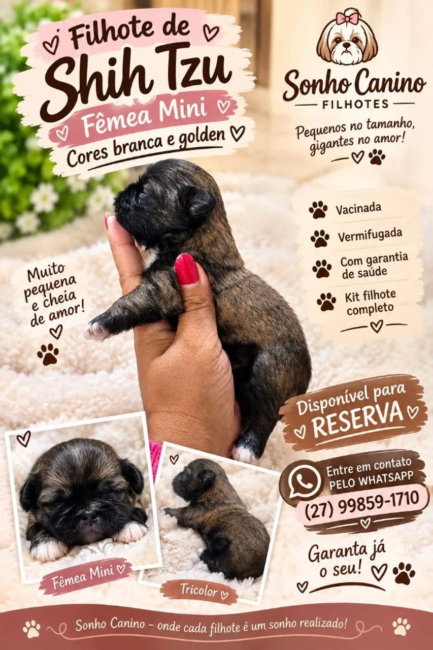 Shihtzu fêmea. 