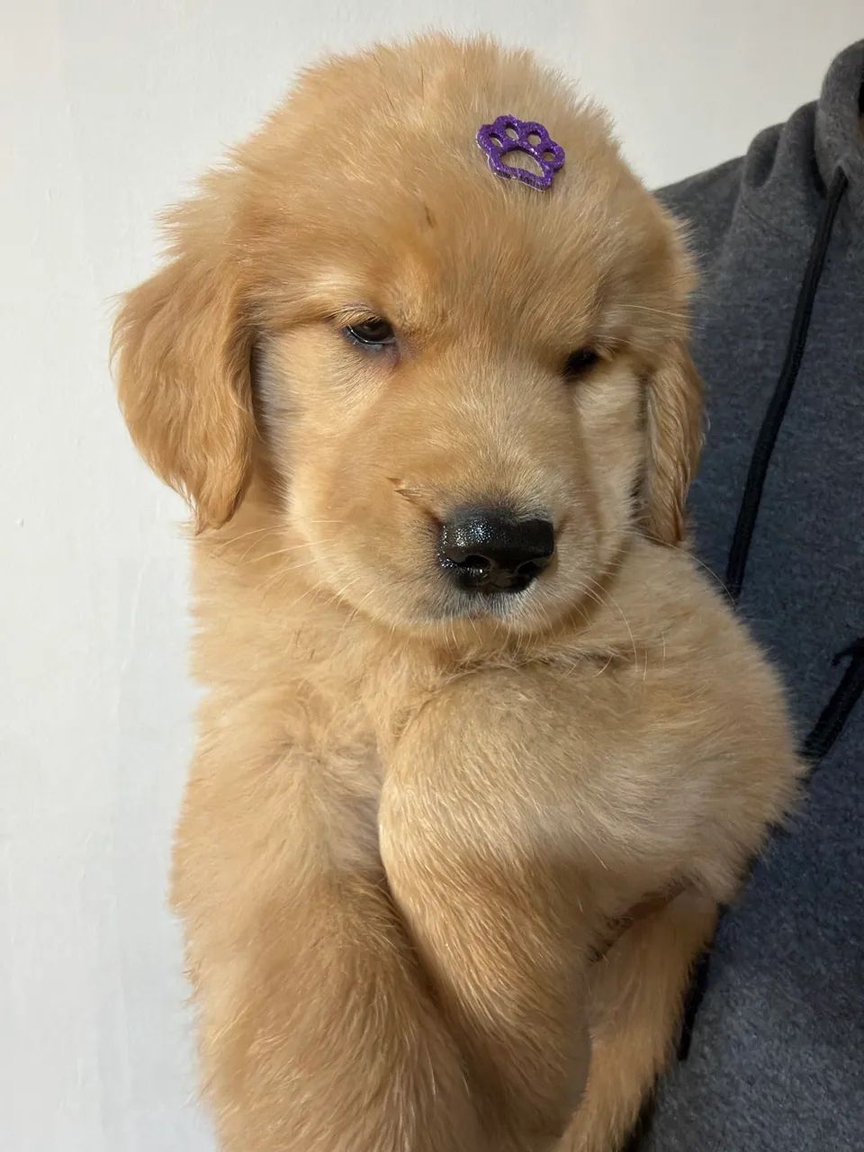 Golden retrivier  - Foto 2