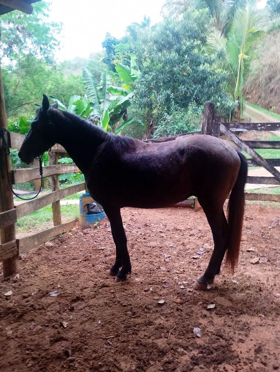 Vendo potro mangalarga 