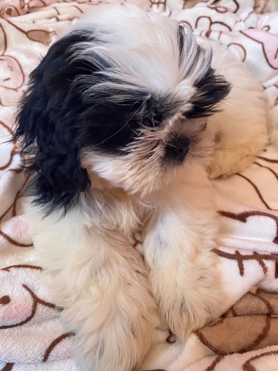Shihtzu fêmea  - Foto 2