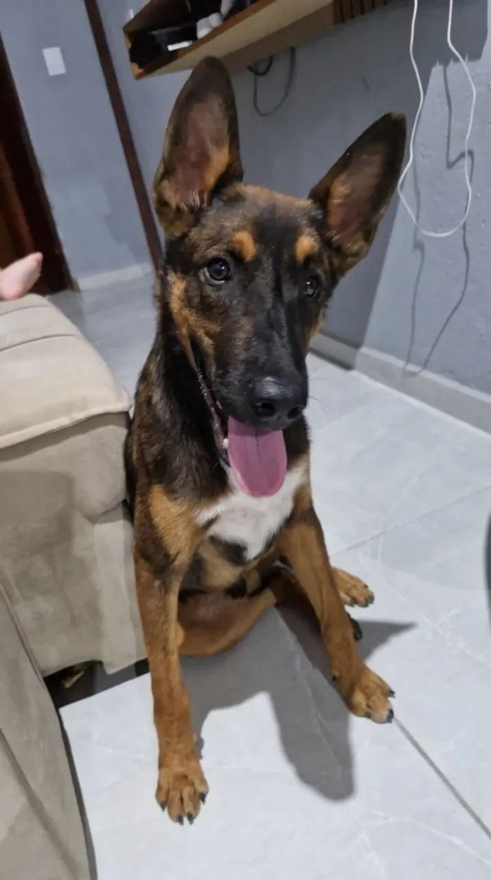  pastor alemão malinoá 6 meses - Foto 4