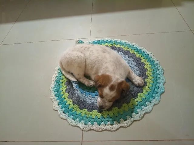 Doa-se filhote de cachorro
