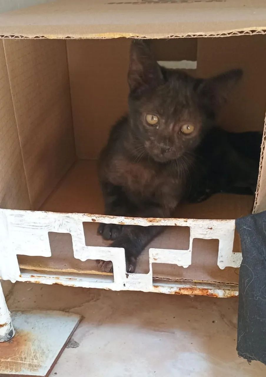 Gatinho Macho  - Foto 3
