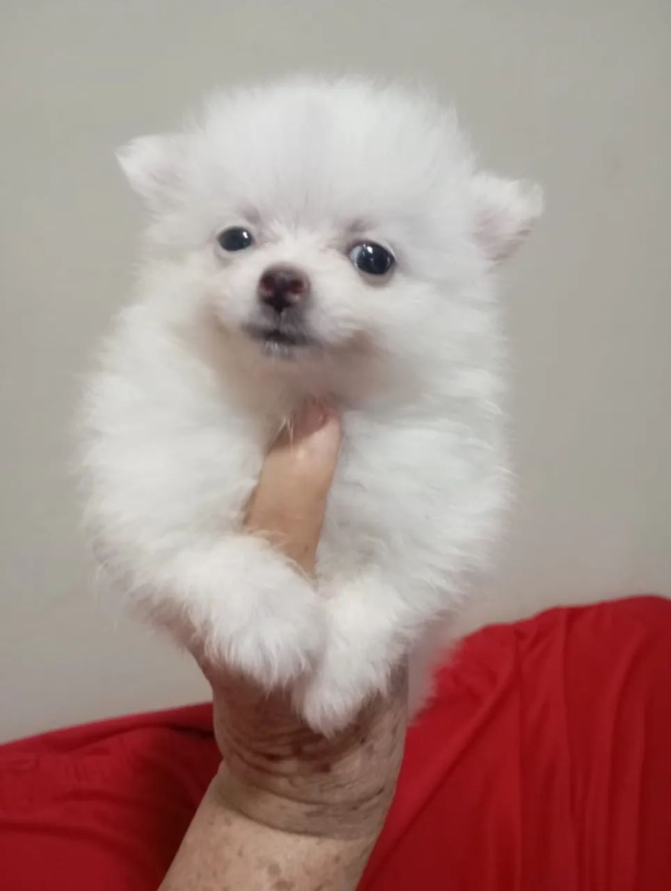 Spitz alemão