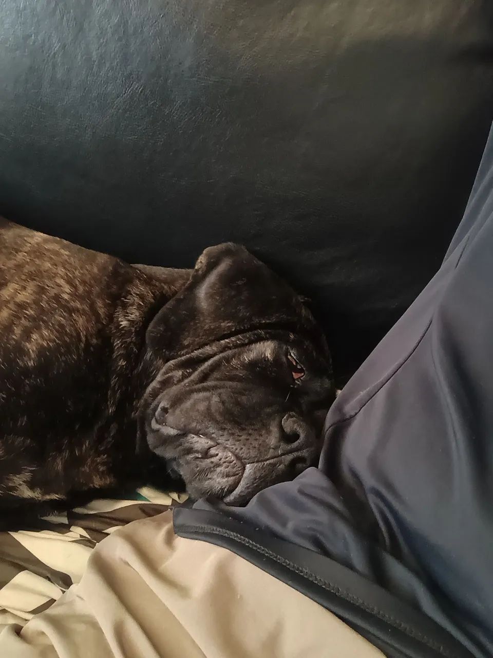 CANE CORSO Filhote Macho - Foto 4