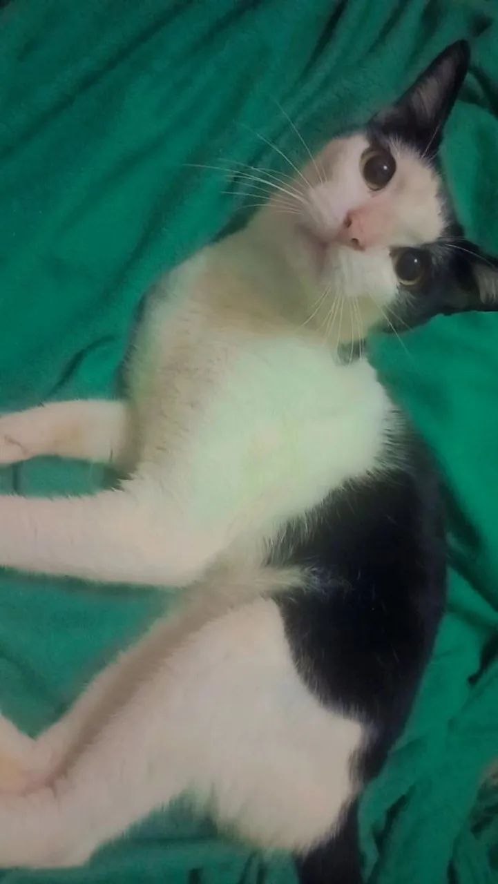 Doação de animais  - Foto 4