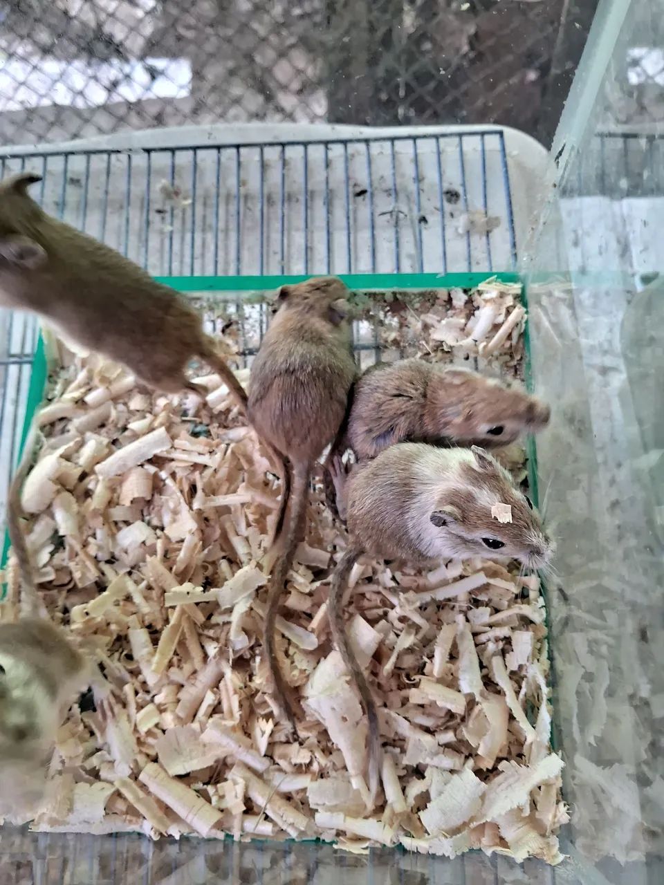 A3M- Gerbil- esquilo da Mongólia SUPER PROMOÇÃO ( leia a descrição do anúncio) - Foto 2