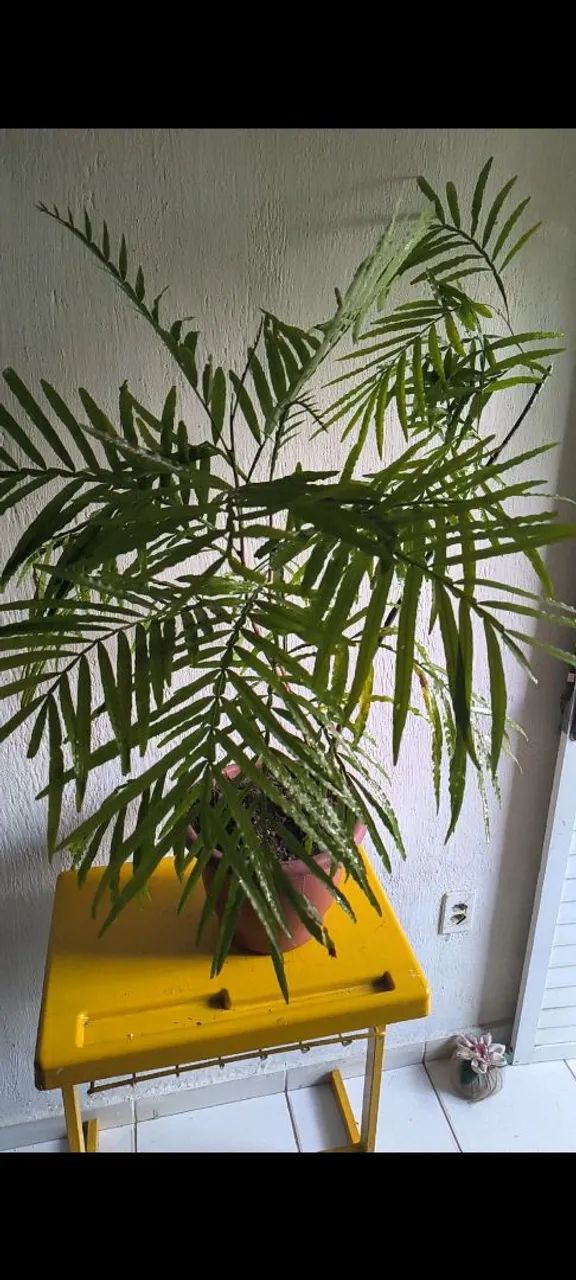 ÁRVORE , SAMAMBAIA CULTIVADA NO VASO NAO CRESCE MUITO  - Foto 3