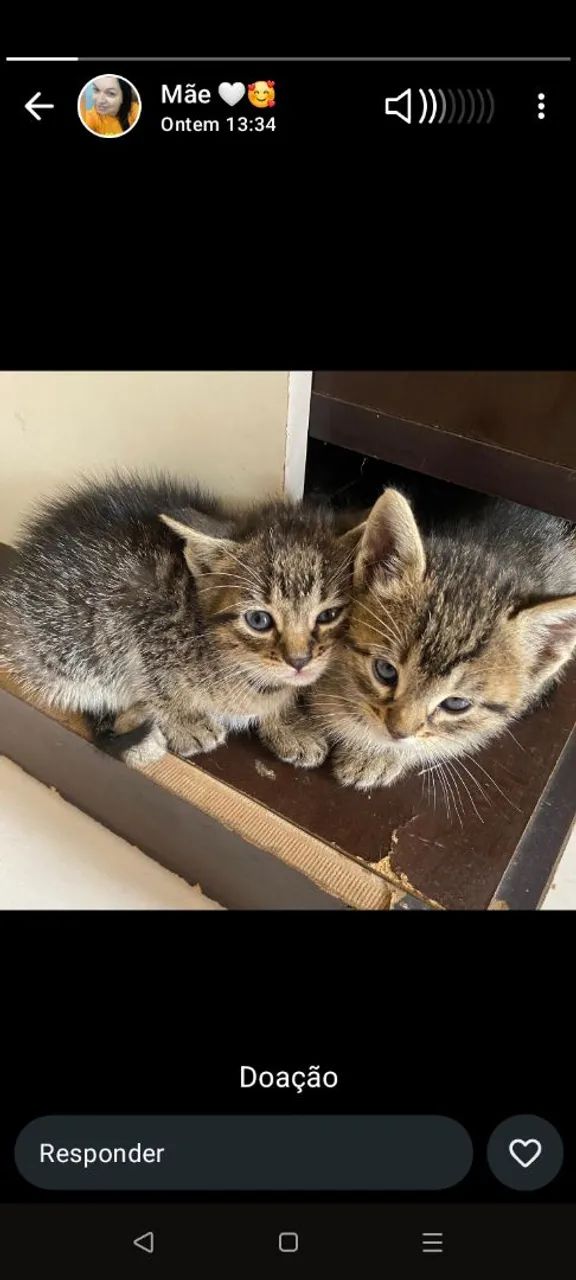 Gatos filhotes 
