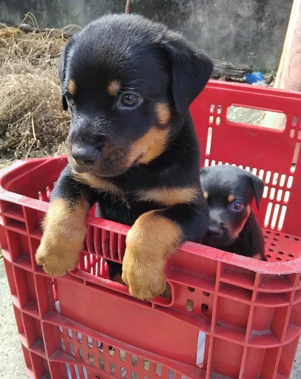 ROTTWEILER