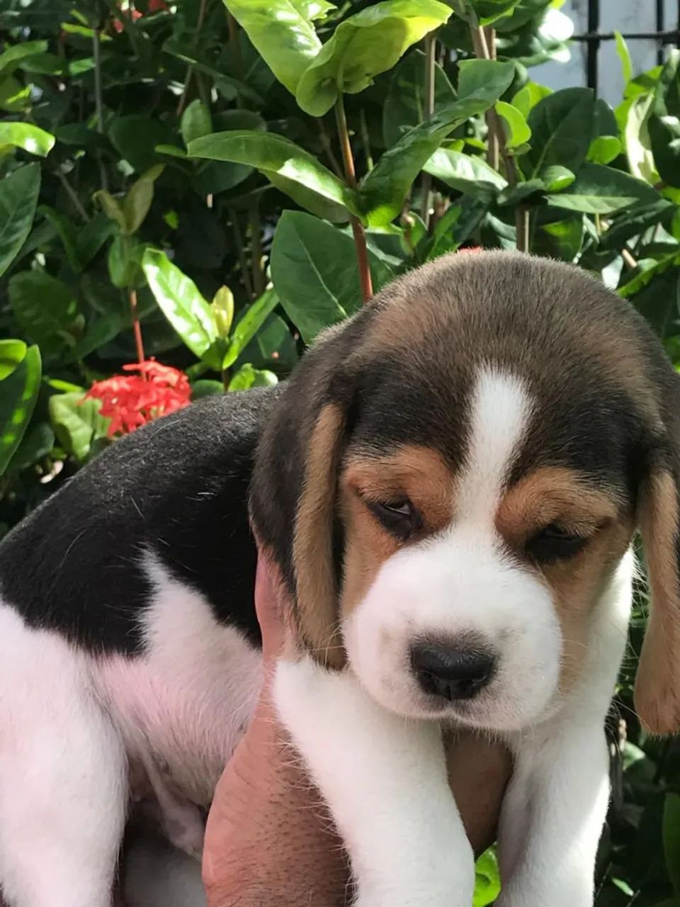Beagle 13polegadas com pedigre disponíveis para venda  - Foto 4