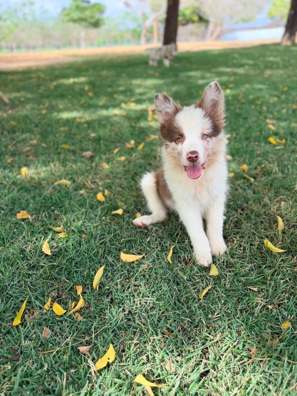 Filhotes de border collie - Foto 3