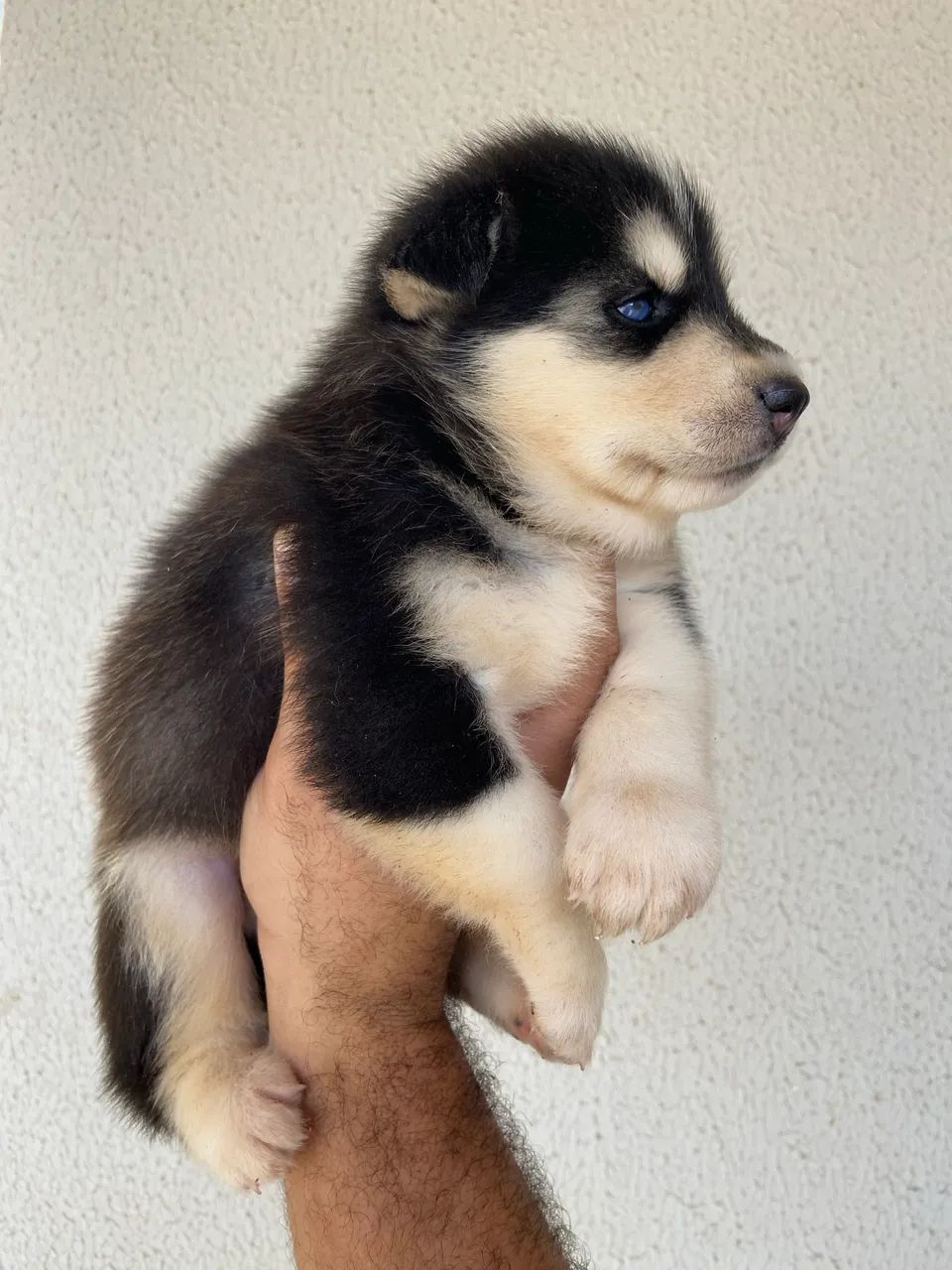 Filhotes fêmea husky siberiano puro - Foto 5