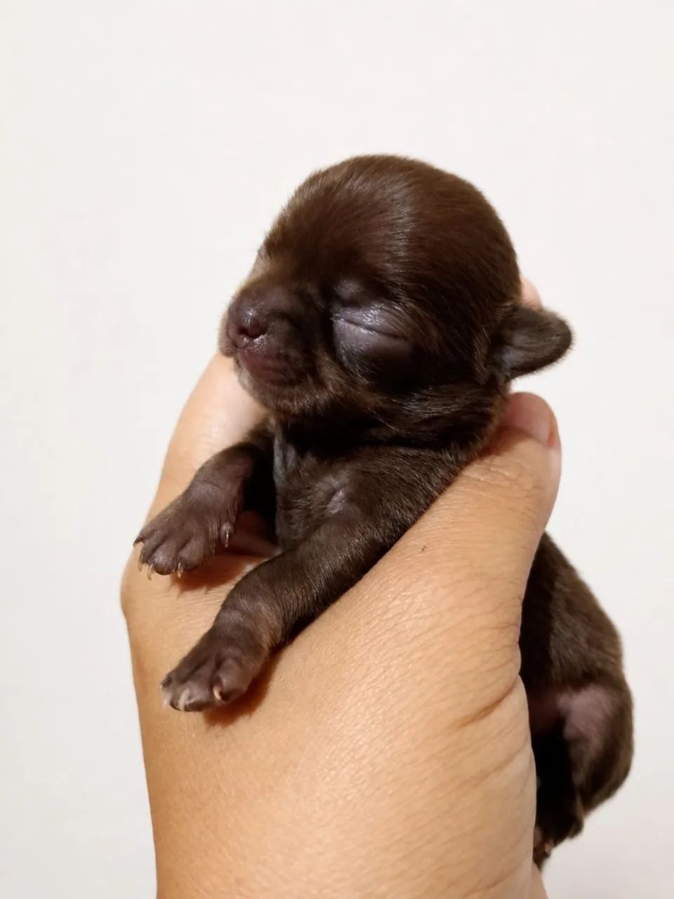 Bebês  - Foto 4