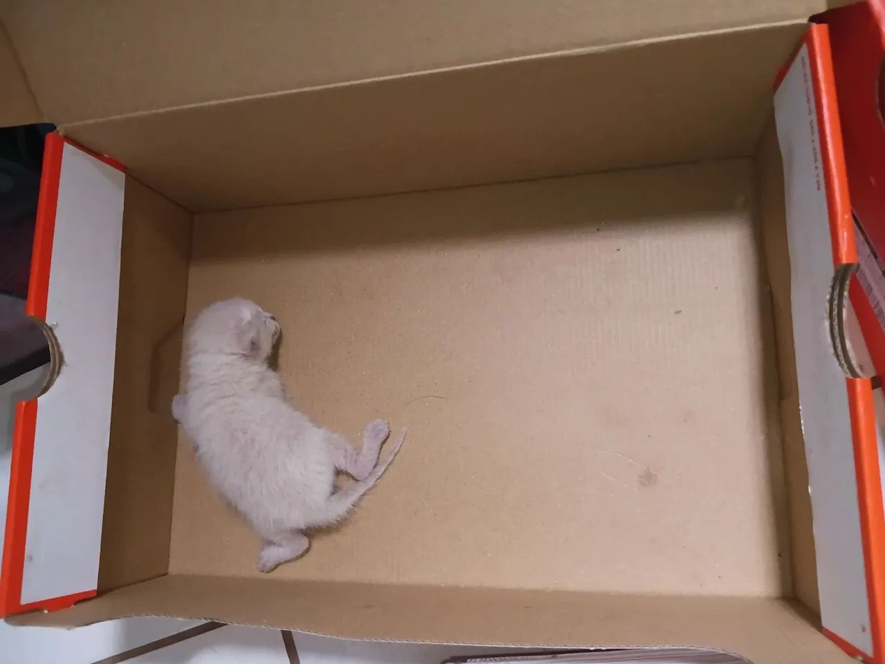 Doação de Filhote 