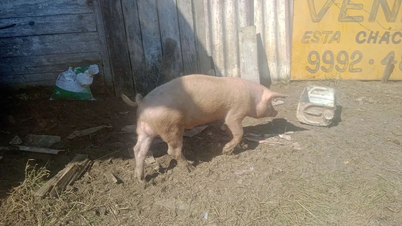 Porcos - Foto 2
