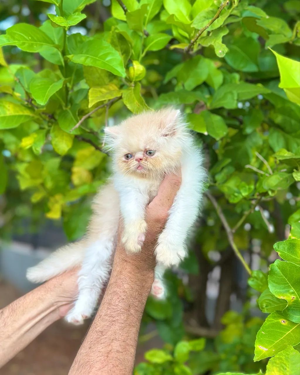 Persa filhote macho - Foto 3