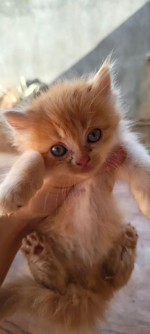 Gato persa.