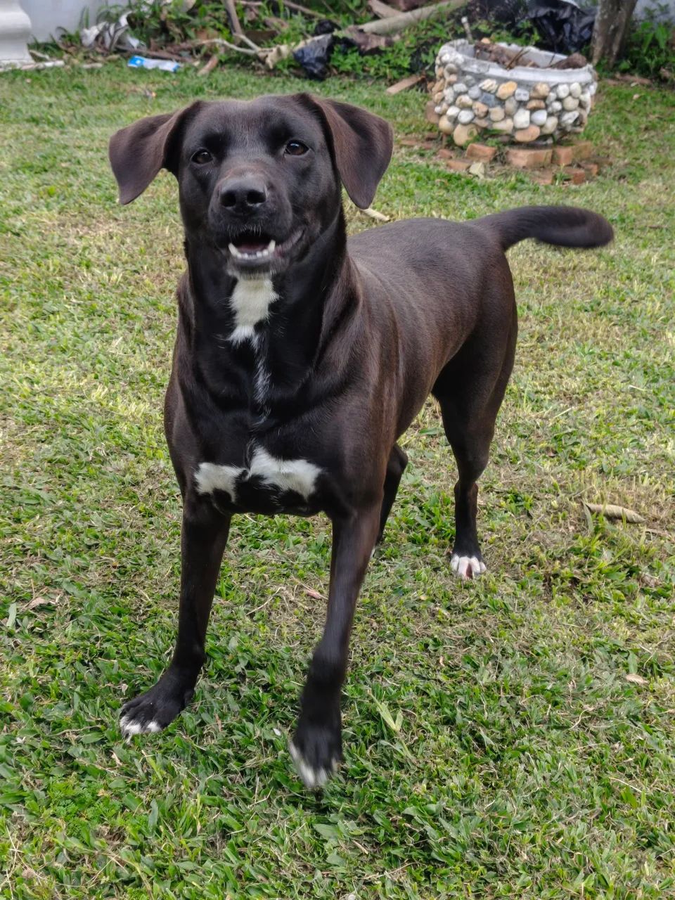 DOA-SE CADELA 2 ANOS, CASTRADA E SUPER DÓCIL 