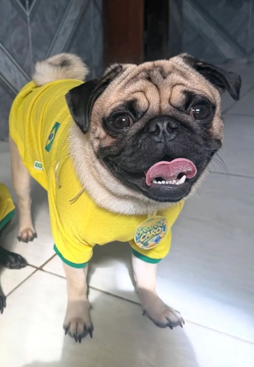 Pug - Foto 3
