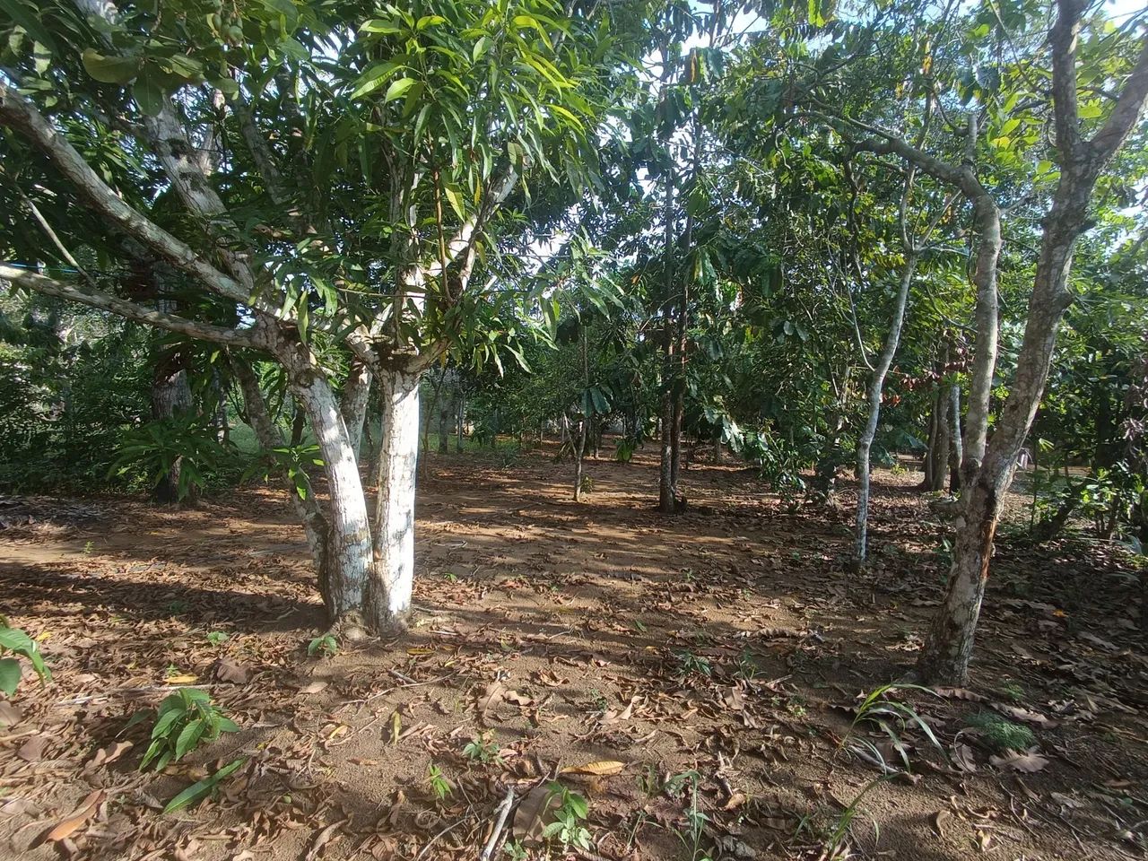 //Lote com 800 M2 em Açutuba  - Foto 4