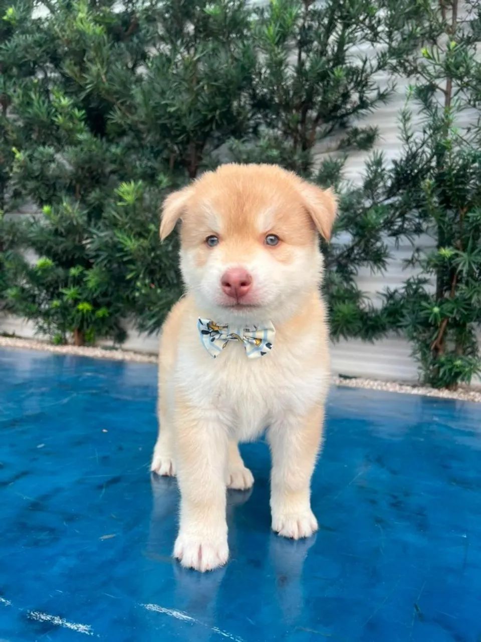 HUSKY SIBERIANO  - Foto 4