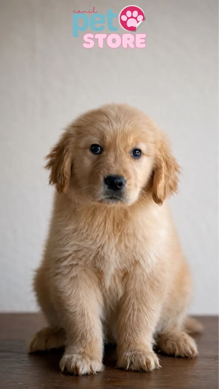 GOLDEN RETRIEVER 