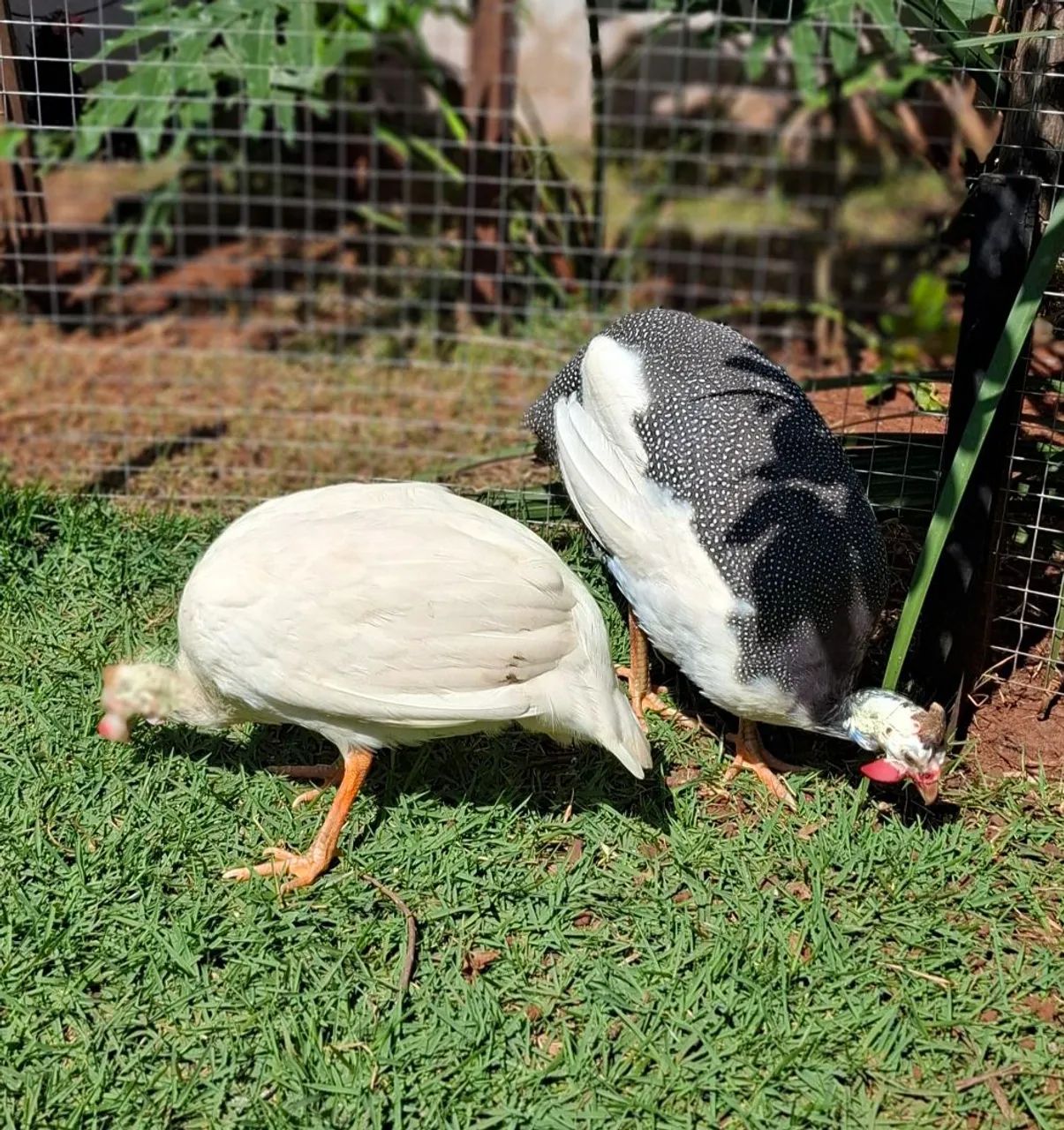 Casal  - Foto 4