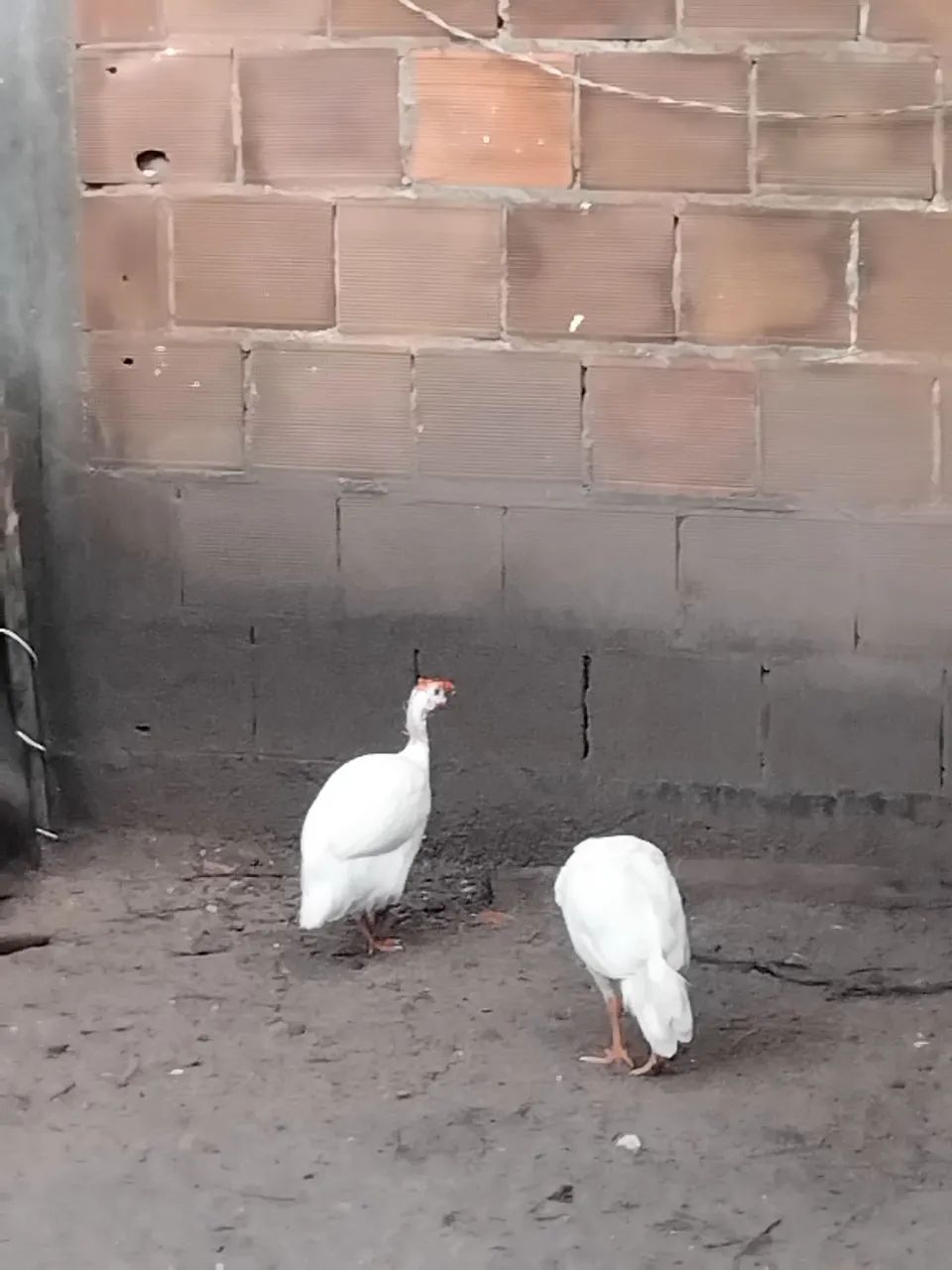 Vende um casal de galinha da Angola