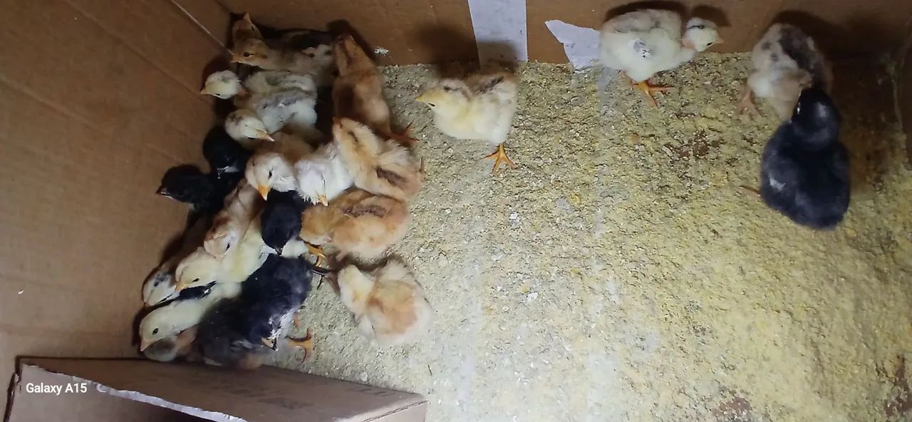 Pintinho caipira. - Foto 2