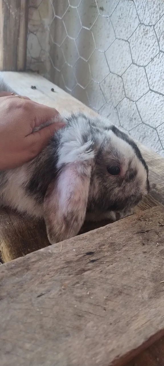 Mini lop - Foto 2