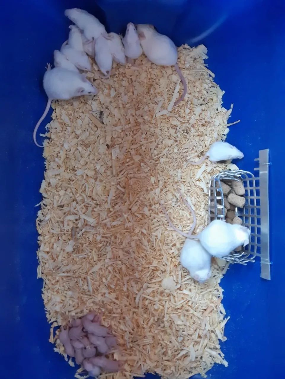 Camundongos Branco  - Foto 2