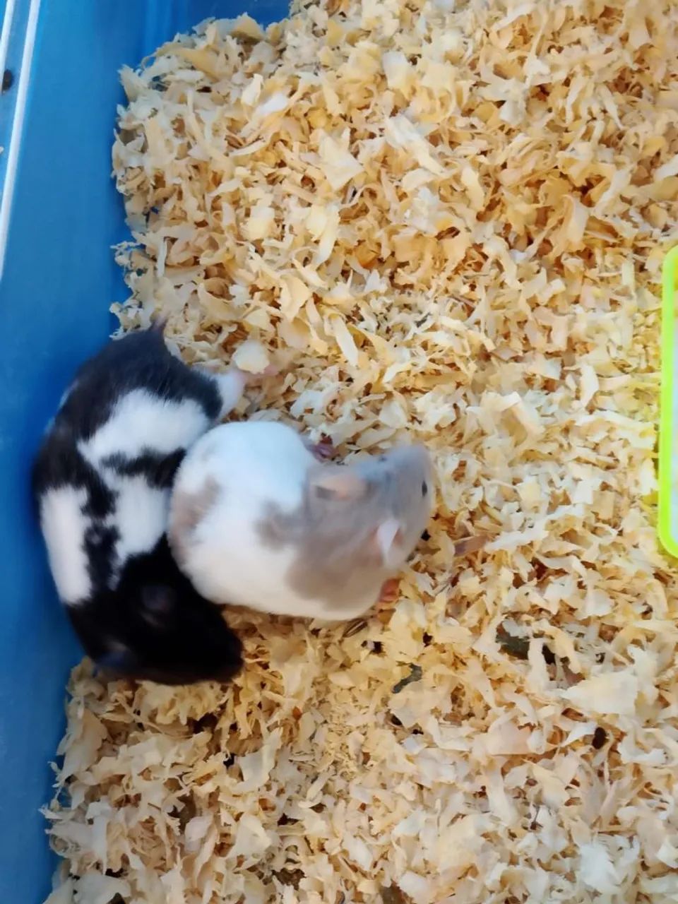 Hamster Sírio 