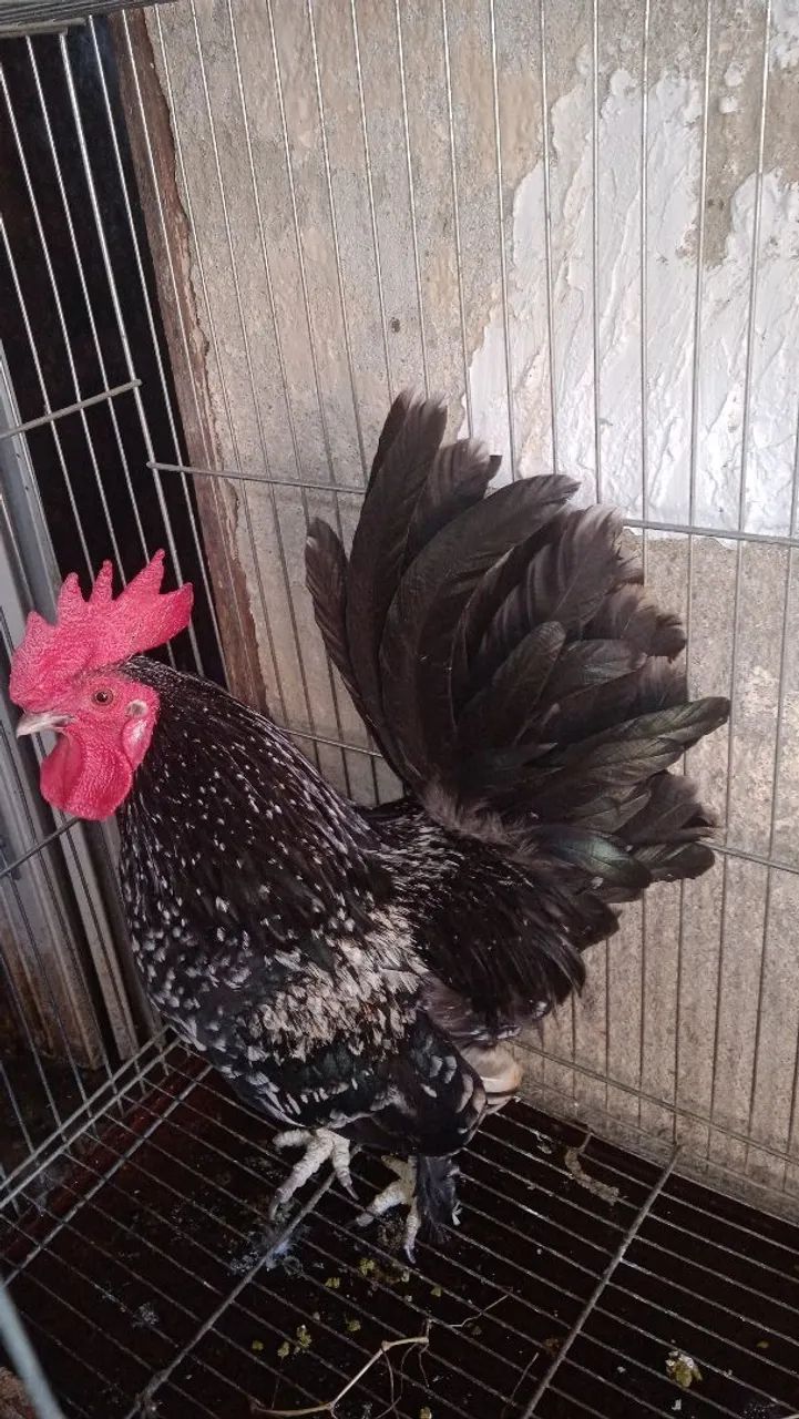 Galo