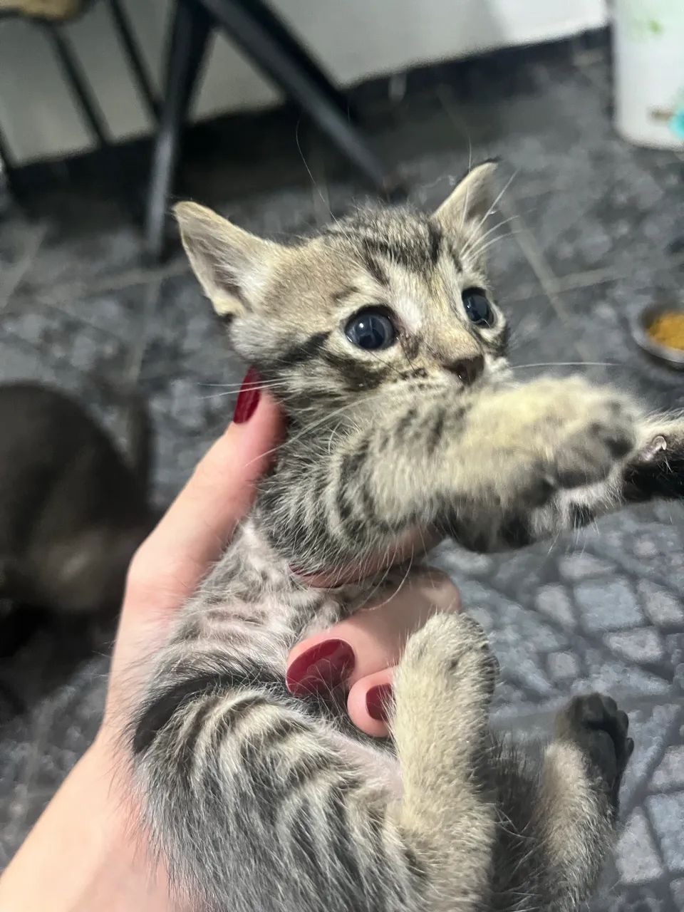 Gatinho para Adoção Responsável - Foto 2