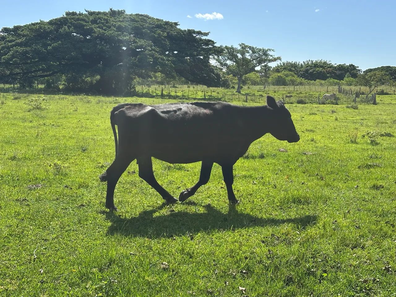 Vaca Angus pura - Foto 5