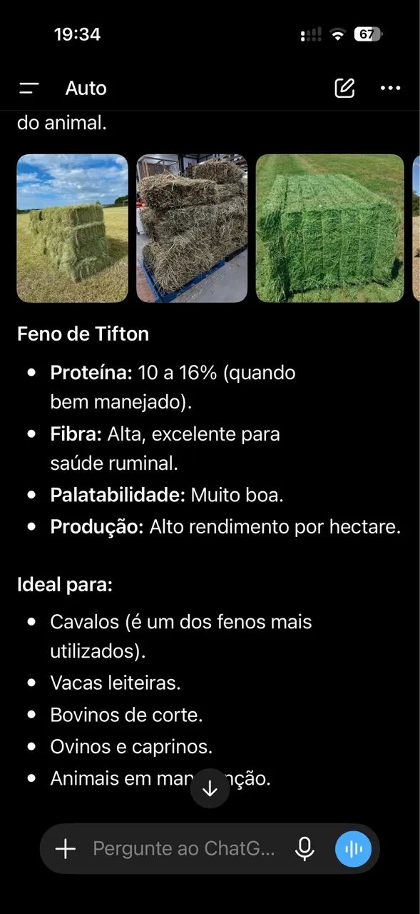 Feno de Azevem+Trevo, Tifton, Jiggys - Foto 6